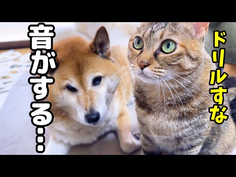 不安なときは1人でいるよりみんなの側が一番安心すると気づいた猫はこちらです…(YouTube)