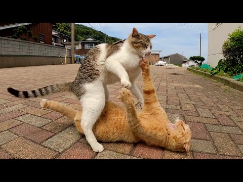 LGBTのキジシロ猫に迫られて「そんな趣味はないニャ〜」と拒否する茶トラ猫(YouTube)