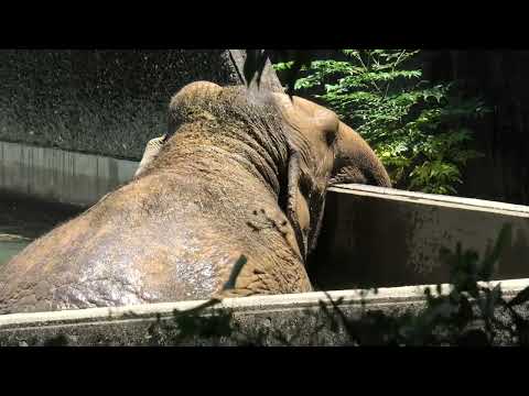 インドゾウ の『浜子』 (浜松市動物園) 2021年7月25日(YouTube)