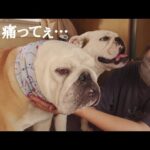 強い衝撃により愛犬の首が、むち打ちになった状況を説明します…【北海道車中泊の旅】(YouTube)