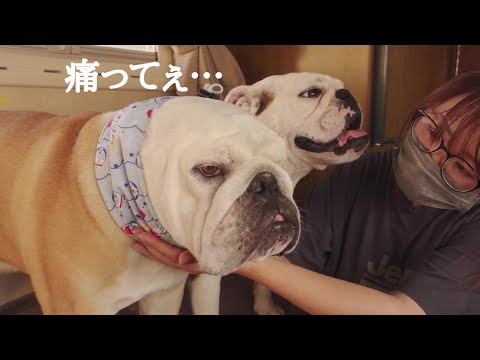 強い衝撃により愛犬の首が、むち打ちになった状況を説明します…【北海道車中泊の旅】(YouTube)