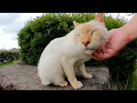 笹かまぼこみたいな猫が岩に飛びのって人間にナデナデされる(YouTube)