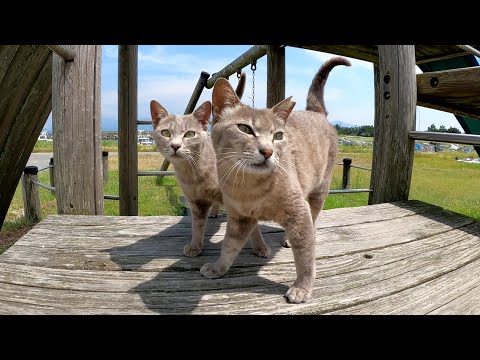 公園の遊具で遊ぶ灰色猫とシャム猫に近づいたら警戒された(YouTube)