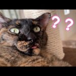 舌出しで固まってしまうサビ猫が可愛すぎますｗ(YouTube)
