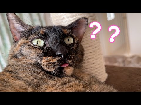 舌出しで固まってしまうサビ猫が可愛すぎますｗ(YouTube)