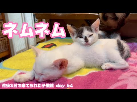 ネムネムにゃ～　生後3日で棄てられた子猫達 Day 64(YouTube)
