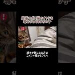 実家ボス猫のオヤツが欲しいウチの猫 #shorts(YouTube)