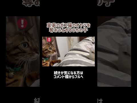 実家ボス猫のオヤツが欲しいウチの猫 #shorts(YouTube)