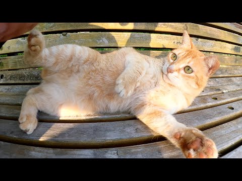 コロコロと転がって可愛らしく甘えてくる茶トラ猫ちゃん(YouTube)