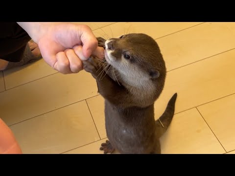 カワウソにマジックを見せつけた結果、戸惑い始めて…？ After showing a magic trick to an otter, she starts to get confused…?(YouTube)