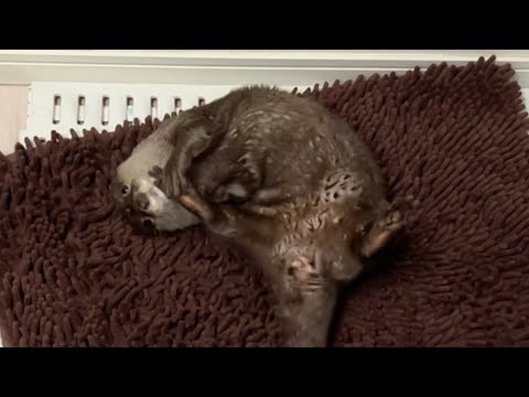 お風呂で暴れ遊んでいるカワウソと扉越しに待つ猫 Otter playing in the bath and cat waiting through the door(YouTube)