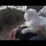 いつまでも元気でいてもらいたい猫と・・(YouTube)