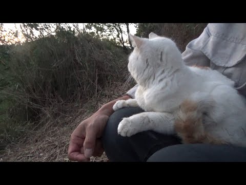 いつまでも元気でいてもらいたい猫と・・(YouTube)
