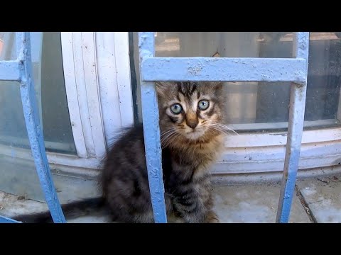 路地裏で猫の集会に参加してきた(YouTube)