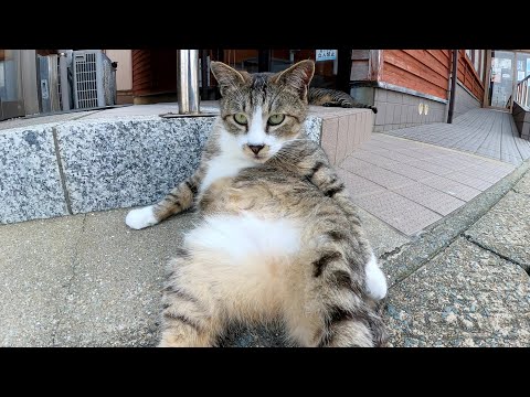 お腹丸出しでオッサン座りをするキジトラ猫(YouTube)
