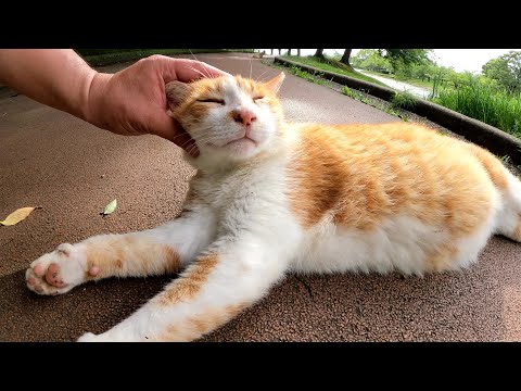 太った茶シロ猫がサビ猫を押しのけて、喉を鳴らしながら甘えてきた(YouTube)