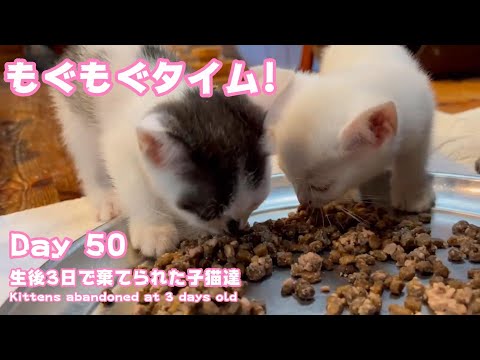 もぐもぐタイム 生後3日で棄てられた子猫達 Kittens abandoned at 3 days old Day 50(YouTube)