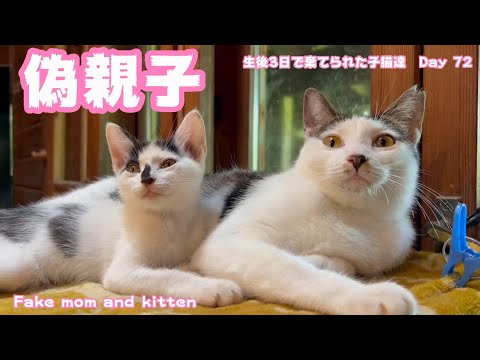 偽親子 Fake mom and kitten 生後3日で棄てられた子猫達 Day 72(YouTube)