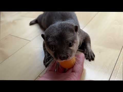 一方的な卓球を繰り広げるカワウソと猫 An otter and a cat playing one-sided ping-pong(YouTube)