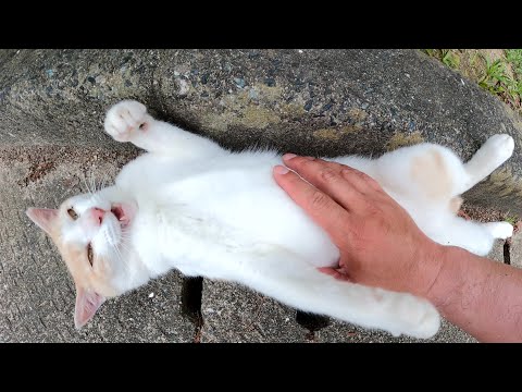 へそ天ポーズでくつろいでいたミルクティー猫をモフる(YouTube)
