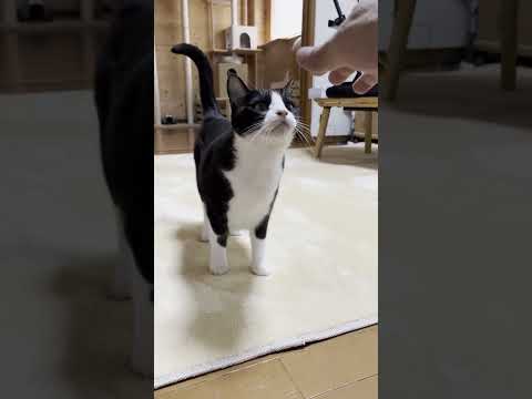 名前を呼んだら返事だけが聞こえてくる(YouTube)