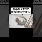 凶暴なヤモリの脱皮殻をむきたい#shorts(YouTube)