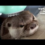ブラッシングが気持ちよすぎてとろけちゃうカワウソ　Otters So Comfy Being Brushed(YouTube)