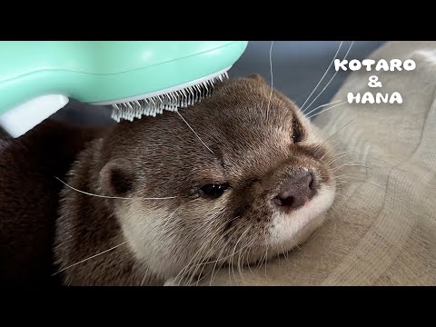 ブラッシングが気持ちよすぎてとろけちゃうカワウソ　Otters So Comfy Being Brushed(YouTube)