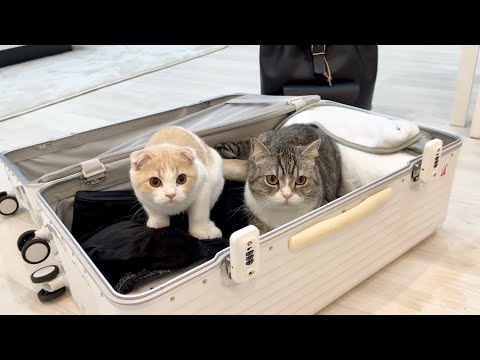 実家に帰る準備をしてたら甘えんぼ猫たちがこうなっちゃいました…(YouTube)