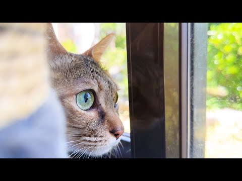 お家に知らない人が来た…お昼寝してる場合じゃなくなった麦わら猫(YouTube)