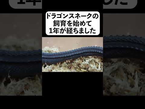 ドラゴンスネークの飼育を始めて1年が経ちました#shorts(YouTube)