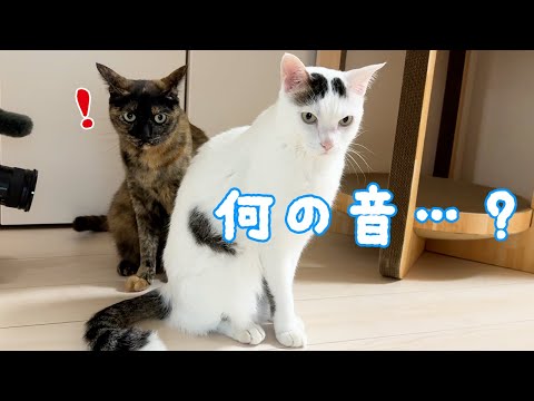 大雨とパパにビビりまくる猫たちｗ(YouTube)