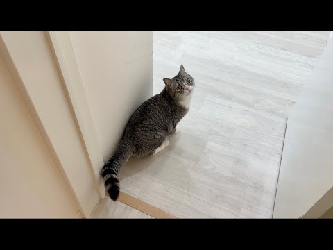 一緒にお昼寝したくてベッドまで案内してくる猫がかわいすぎました…笑(YouTube)