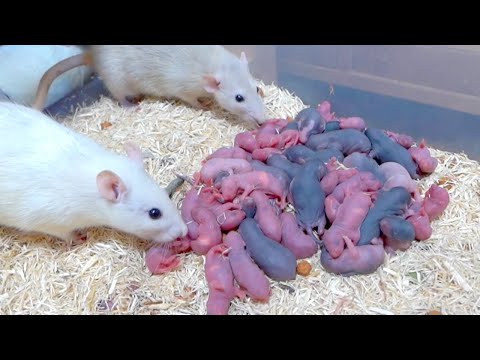 ヤバい(YouTube)