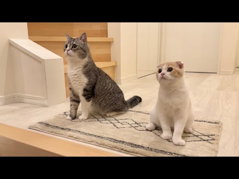 飼い主が帰ってこない日の夜、猫たちが玄関でずっとこうなってました…(YouTube)