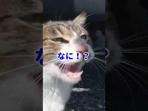 車の下にキジ猫がいたので近付いてみたら何か喋ってきた #shorts(YouTube)