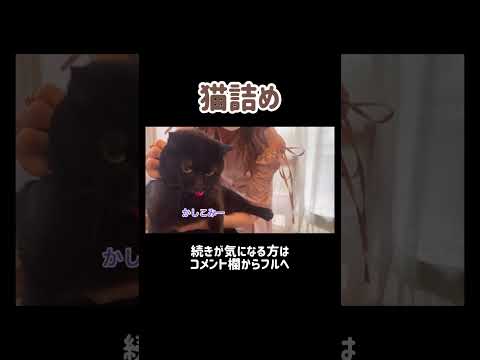 猫6匹を詰めて実家に帰ります #shorts(YouTube)