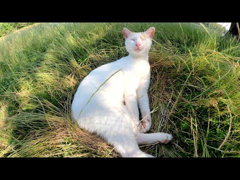 草のベッドでくつろぐ茶シロ猫をモフったら甘えてきた(YouTube)