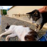 猫島から帰りのフェリー乗り場に行くと猫たちが見送りに来てくれた(YouTube)