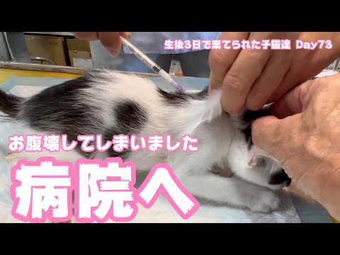 病院へ お腹壊しちゃいましたwww 生後3日で棄てられた子猫達 Day 73(YouTube)