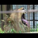 ライオン (のんほいパーク／豊橋総合動植物公園) 2021年7月24日(YouTube)