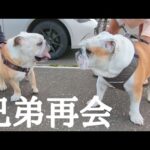 生後3ヶ月の時に離れ離れになったぶるまるの実兄弟と北海道の地で再会できました！【北海道車中泊旅】(YouTube)