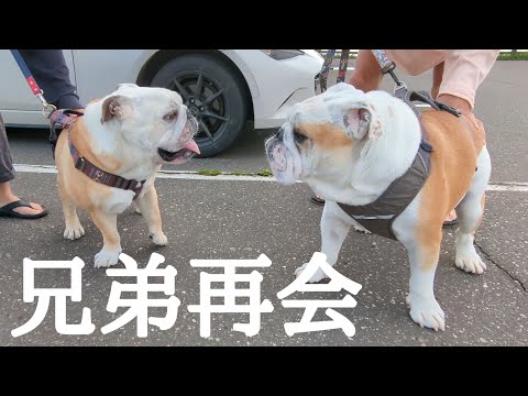 生後3ヶ月の時に離れ離れになったぶるまるの実兄弟と北海道の地で再会できました！【北海道車中泊旅】(YouTube)
