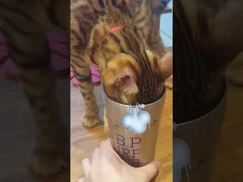 コップのお水が気になっちゃう猫さん #shorts(YouTube)