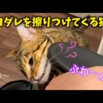 真夜中に寂しすぎて匂いを撒き散らす猫(YouTube)