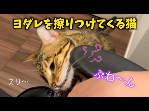 真夜中に寂しすぎて匂いを撒き散らす猫(YouTube)