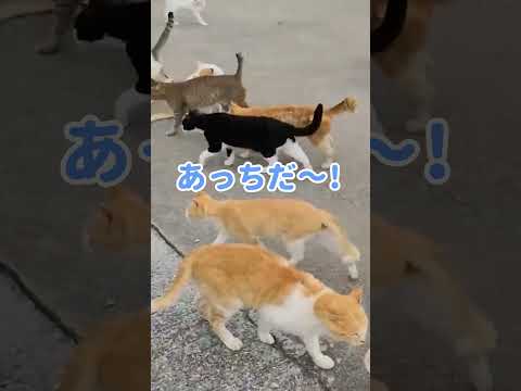 【猫島】昼便で来た人に着いていく猫の数が凄過ぎる!  #shorts(YouTube)