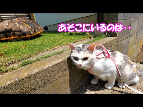お家に帰ろうとしたら目の前に巨大亀！そこでネコ吉は‥(YouTube)
