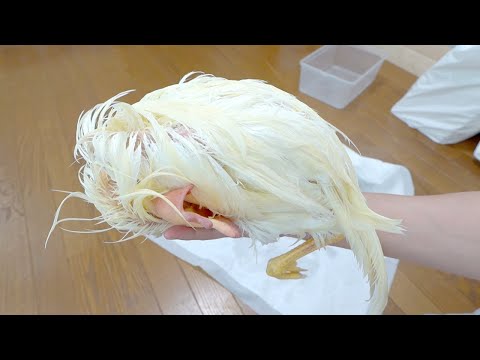 巨大なニワトリを入手したので大蛇に食べさせてみる(YouTube)