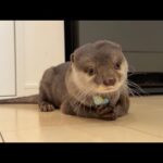 いらないって言ったのに飼い主が持ってると何度でも欲しがるカワウソ Otter want it as often as their owners have it.(YouTube)